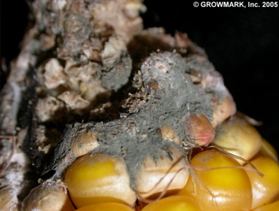 penicillium.jpg penicillium.jpg